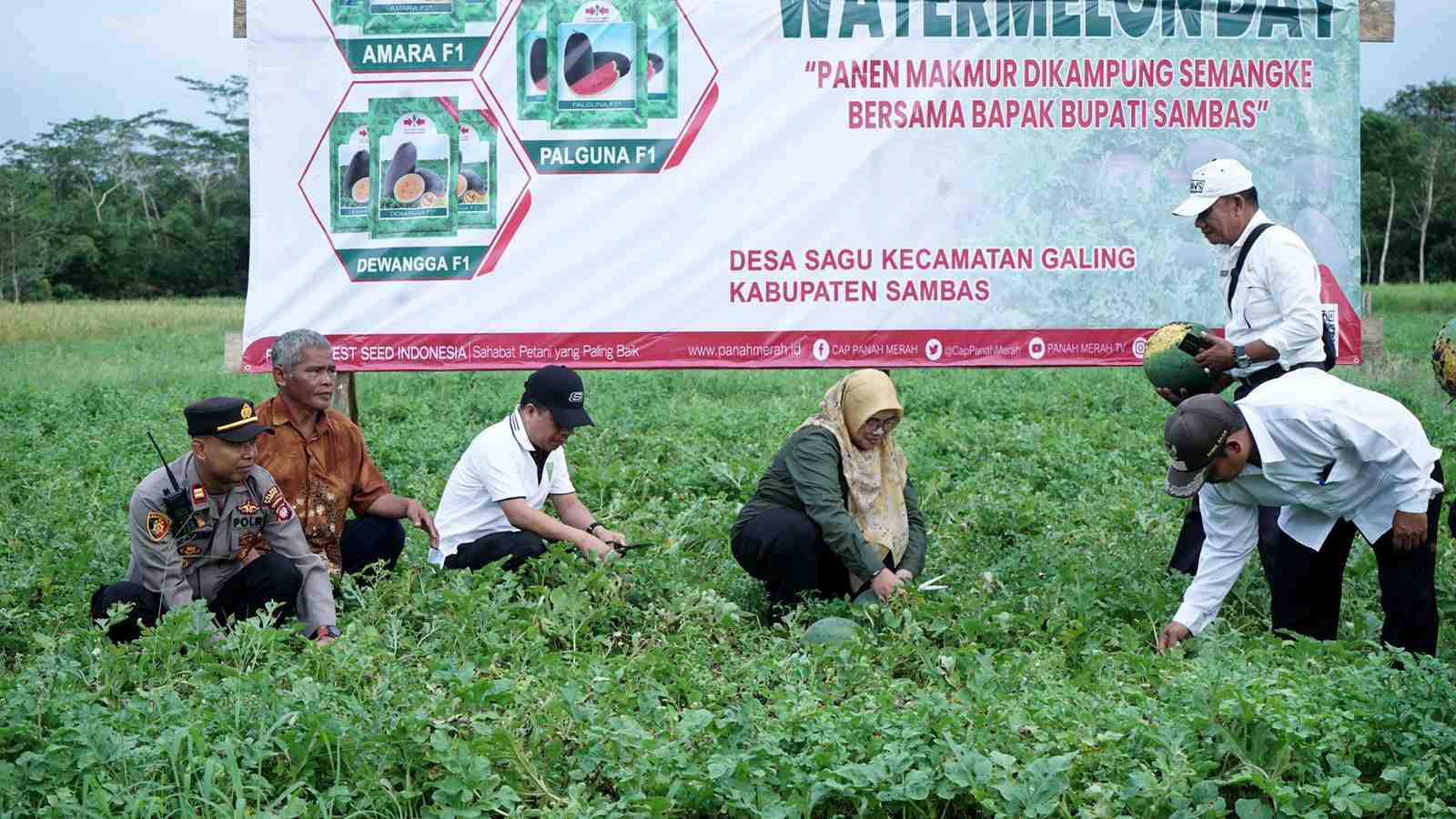 PANEN SEMANGKA SEMANGKA UNGGUL DI KECAMATAN GALING