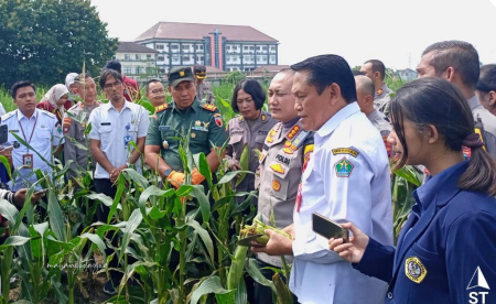 PANEN RAYA JAGUNG 