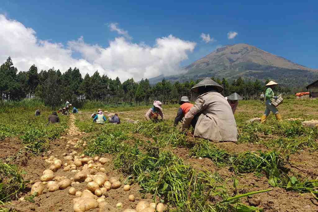 PANEN KENTANG di KAKI GUNUNG SINDORO