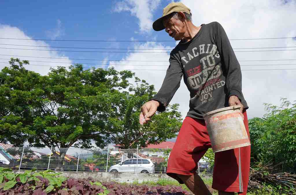PEMUPUKAN SAYUR BAYAM