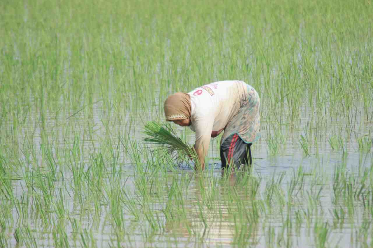MENANAM PADI
