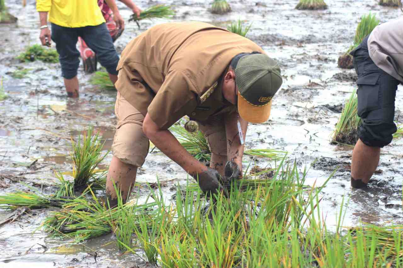 GUBERNUR KALSEL TANAM PADI