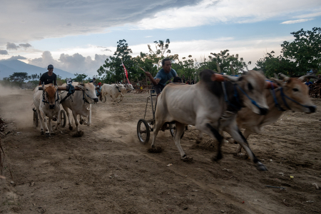 TRADISI KARAPAN SAPI DI SIGI