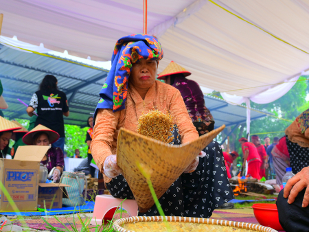 MENAMPI PADI KETAN