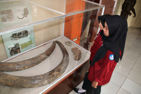 FOSIL GADING GAJAH PURBA