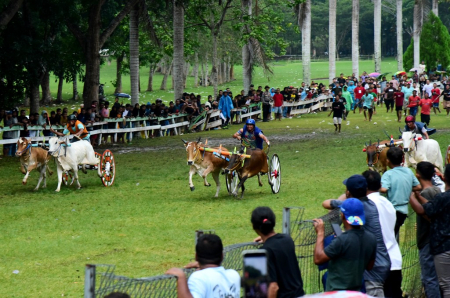 FINAL KARAPAN RODA SAPI
