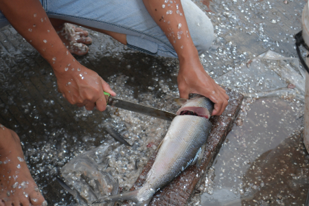 POTONG IKAN BANDENG 