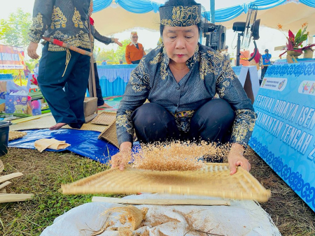 MENAMPI PADI KETAN