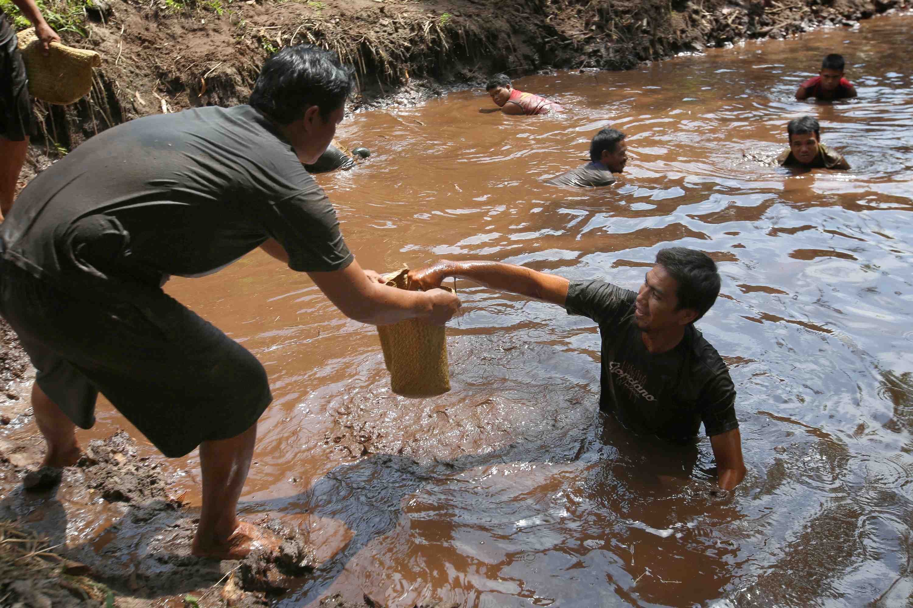 MEMASUKKAN IKAN KE DALAM BAKUL 