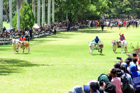 KARAPAN RODA SAPI