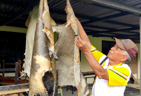 KULIT KAMBING UNTUK ALAT MUSIK