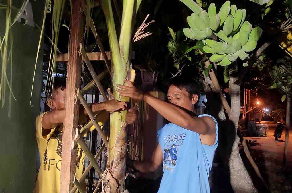 PISANG LAMBANGKAN KESEJAHTERAAN