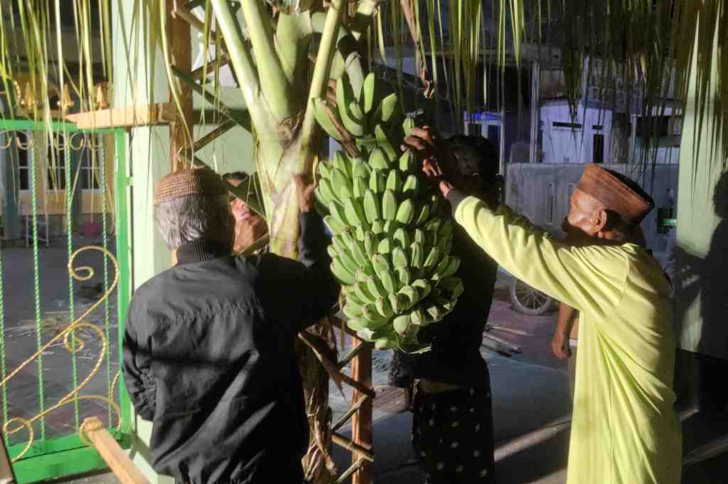 MENDIRIKAN POHON PISANG