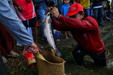MEMASUKKAN IKAN KE DALAM BAKUL
