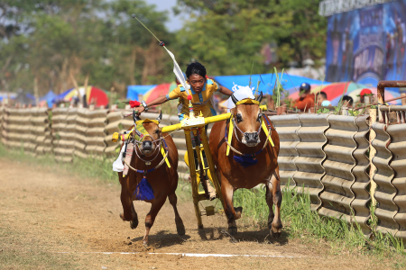 KARAPAN SAPI DI BANGKALAN, MADURA