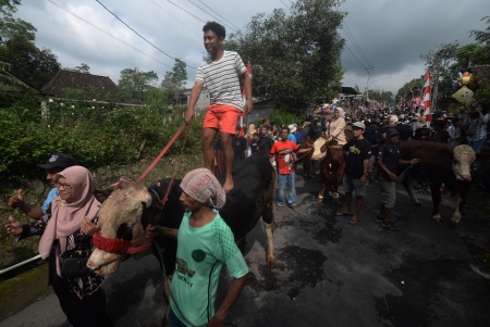 TRADISI LEBARAN SAPI