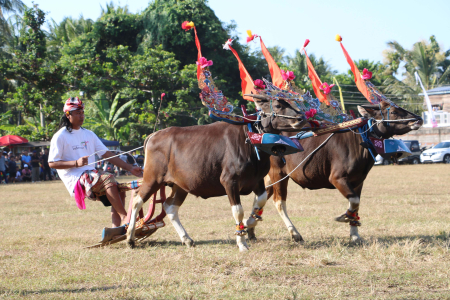 PARADE SAPI GERUMBUNGAN