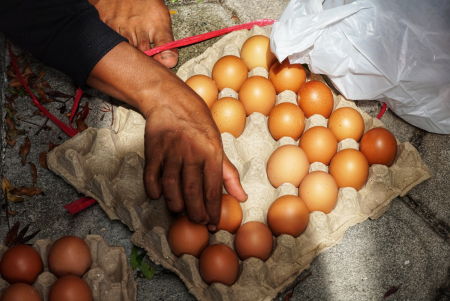 SUSUN TELUR AYAM RAS