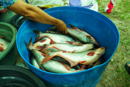 PILIH IKAN PATIN