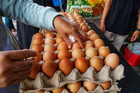 PILIH TELUR AYAM RAS