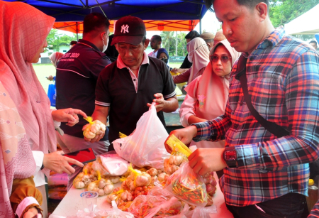 HARGA CABAI STABIL