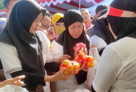 HARGA TOMAT STABIL