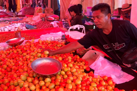 HARGA TOMAT TURUN