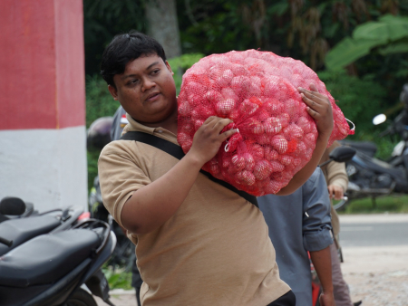 ANGKUT BAWANG UNTUK GPM