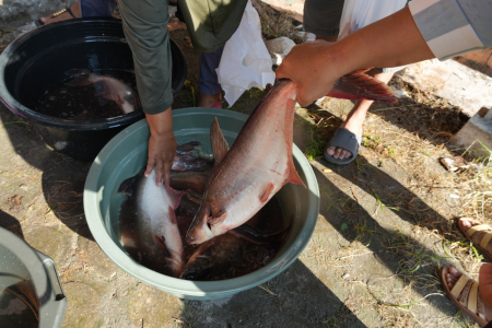 PILIH IKAN PATIN