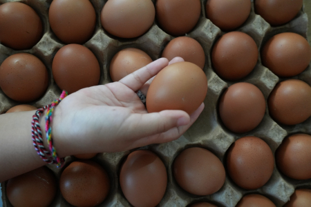 PILIH TELUR AYAM RAS