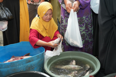 PILIH IKAN NILA