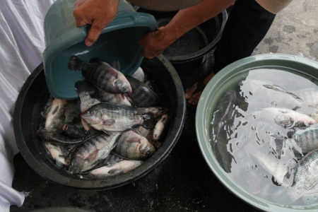 TUANG IKAN NILA