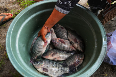 AMBIL IKAN NILA