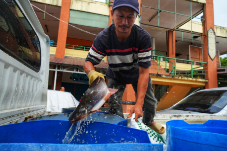 AMBIL IKAN PATIN 