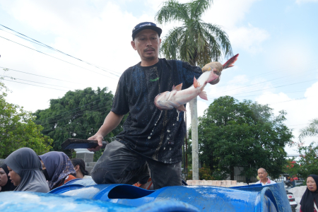 AMBIL IKAN PATIN 