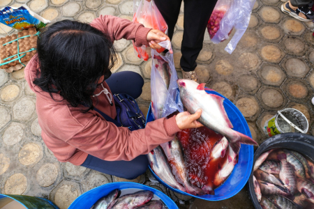 PILIH IKAN PATIN