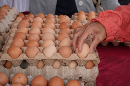PILIH TELUR AYAM RAS