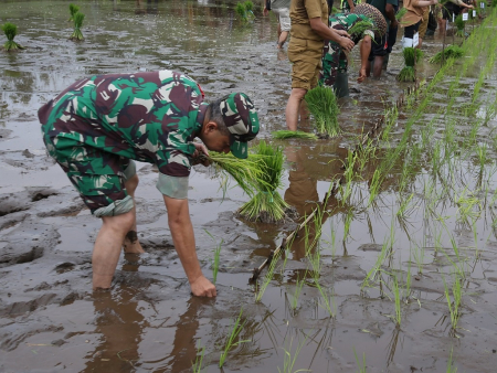 PENANAMAN PADI UNTUK PENGENDALIAN INFLASI
