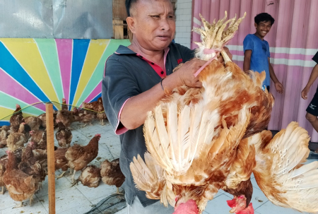 PENJUAL AYAM PETELUR