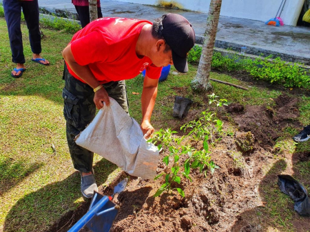 MEMBERIKAN PUPUK PADA BIBIT TANAMAN