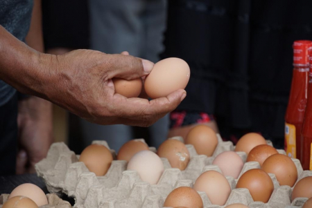 MEMILIH TELUR AYAM RAS