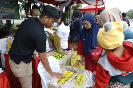 TAWARKAN PISANG CAVENDISH