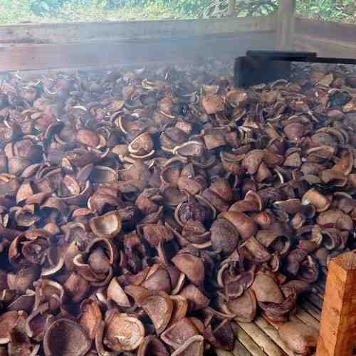 Harga Kopra di Kota Ternate Rp6 Ribu Per Kilogram