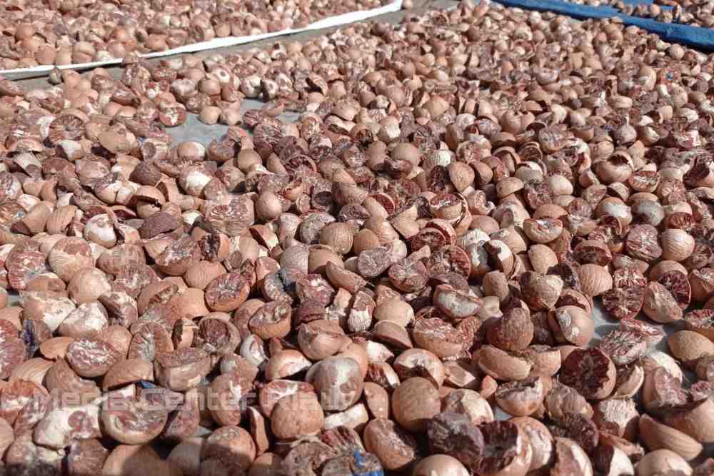 Naik, Minggu Ini Harga Pinang Kering di Riau Rp9.717 per Kg 