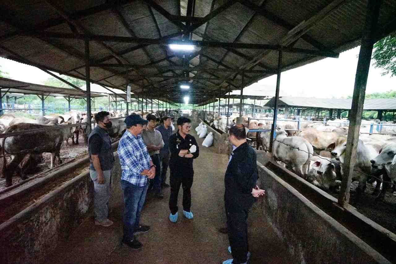 Mentan SYL Memastikan Ketersediaan Daging Sapi Jelang Lebaran 2023 Aman