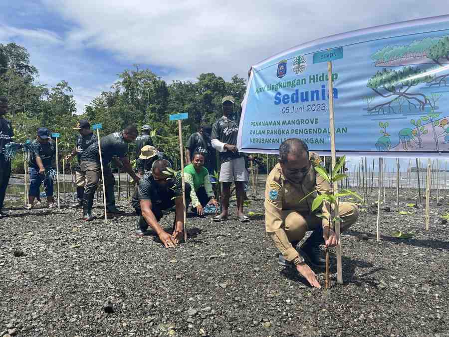 Peringati Hari Lingkungan Hidup,  Raja Ampat Tanam Ribuan Mangrove 