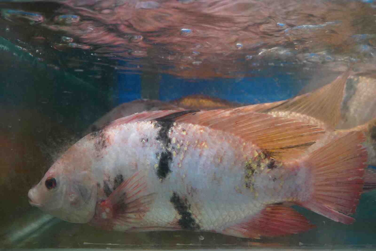 KKP Optimistis Tilapia Indonesia Jadi Primadona di Pasar Internasional