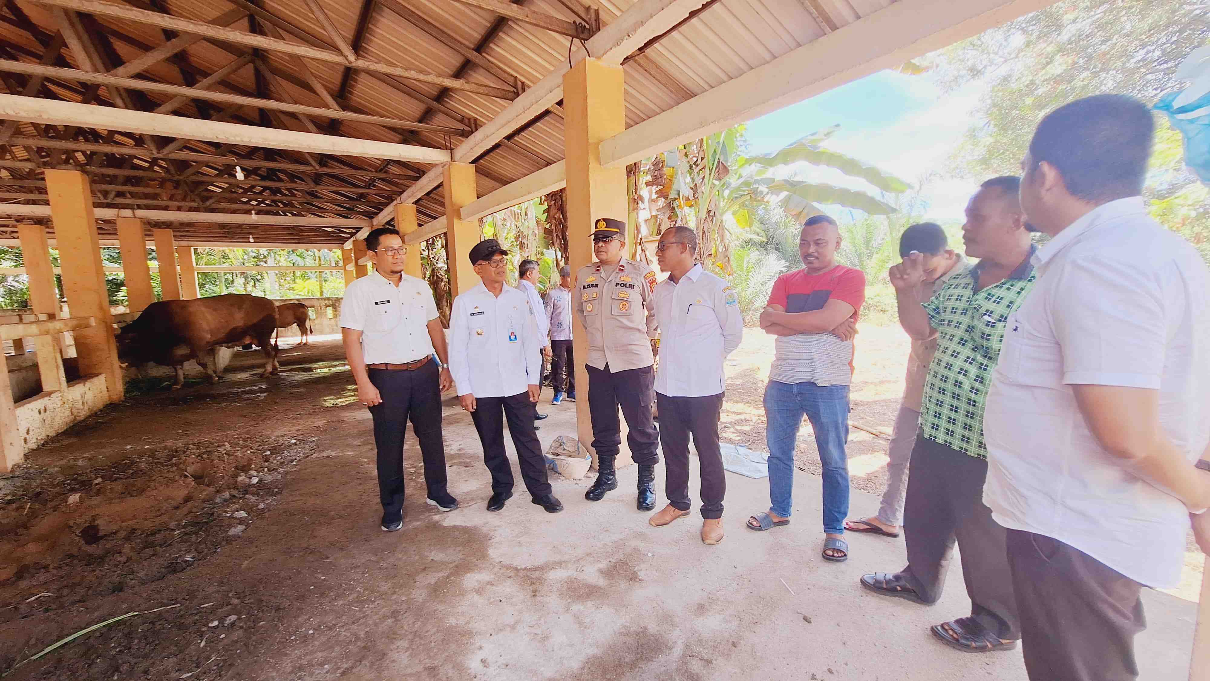 Stok Sapi dan Kerbau di Aceh Jaya Melimpah, Pj Bupati: Kita Siap Bantu Daerah Lain