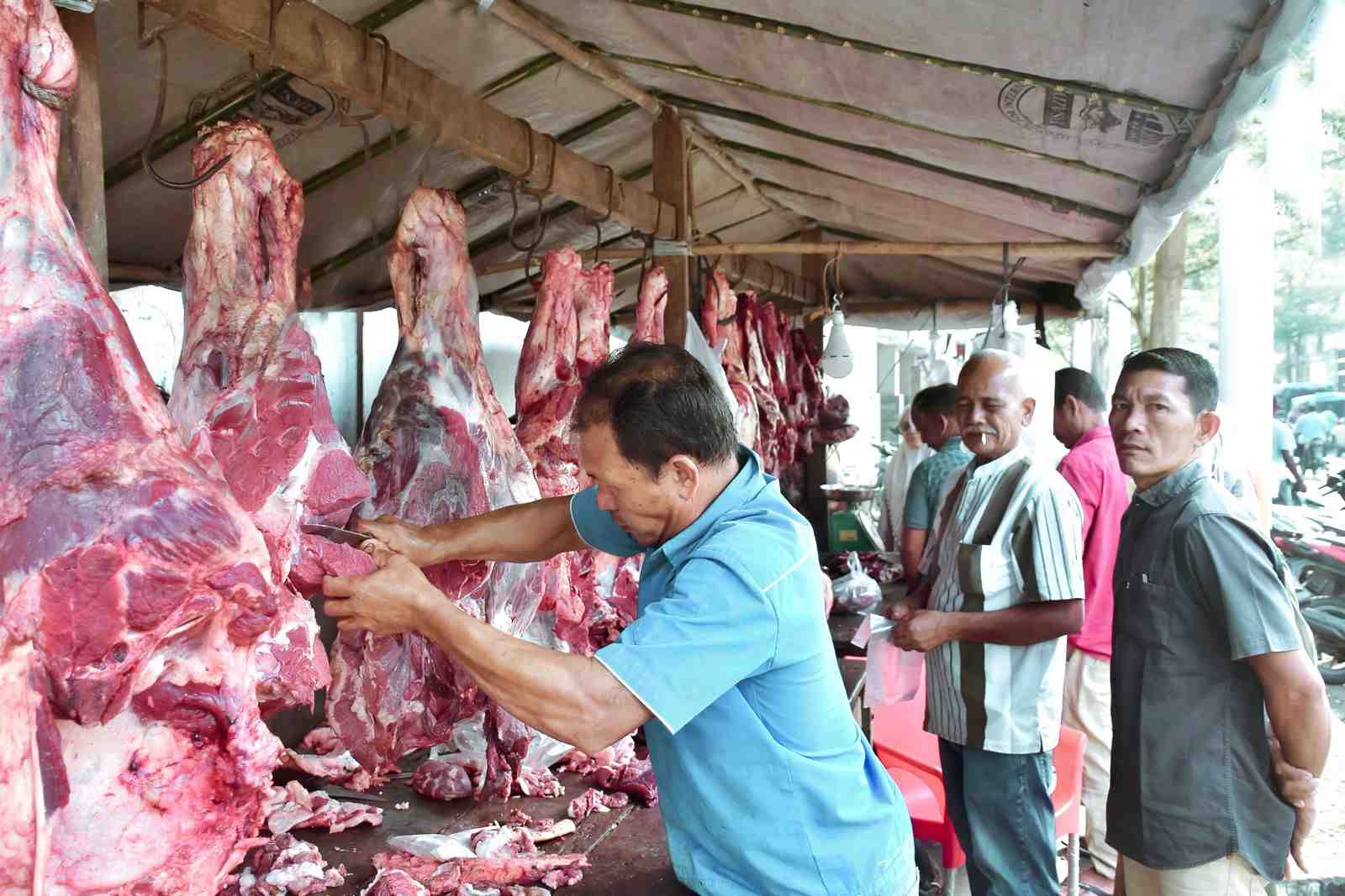 Tradisi Meugang Ramadan, Sabang Potong 79 Ekor Sapi dan Kerbau 