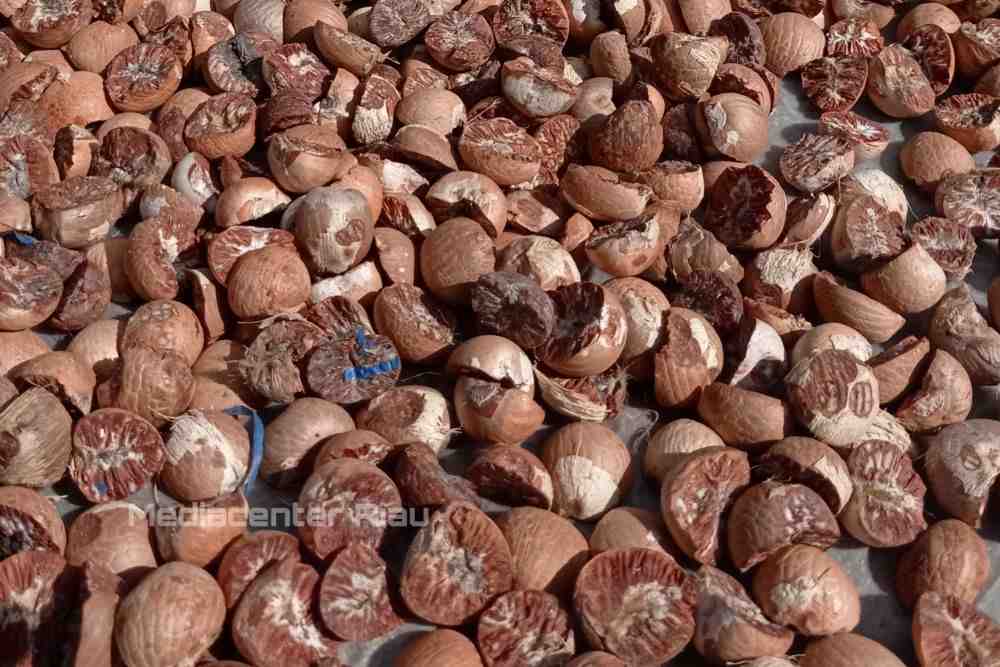Turun, Harga Pinang Kering di Riau Rp5.500 per Kg